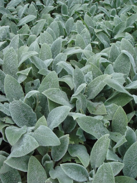 Stachys bysantina 'Silver Carpet'